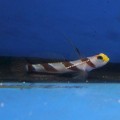 HIGH FIN BANDED GOBY